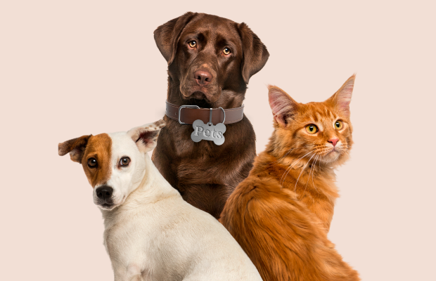 🐾 7 Dicas para uma Boa Convivência com Animais em Condomínios 🐾