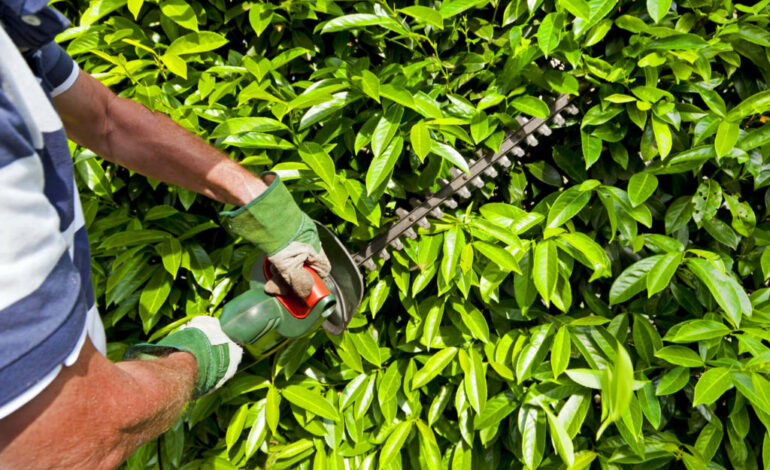 Trabalhador da categoria Áreas Verdes, confira aqui seus principais direitos e benefícios conforme a Convenção Coletiva 2024/2025