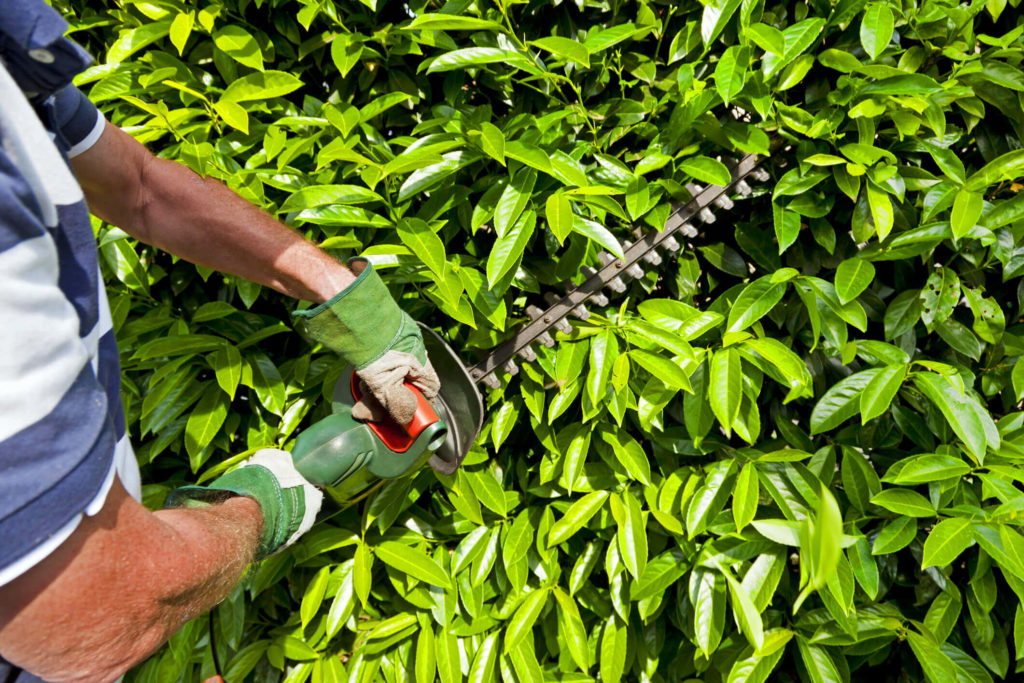 Trabalhador da categoria Áreas Verdes, confira aqui seus principais direitos e benefícios conforme a Convenção Coletiva 2024/2025